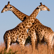 Fighting giraffes in Ithala Game Reserve, northern KwaZulu-Natal, South Africa. (Image: Luca Galuzzi)